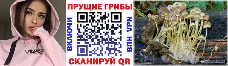 что такое наркотик  Весьегонск  blacksprut рабочий сайт  Псилоцибиновые грибы ЛСД 